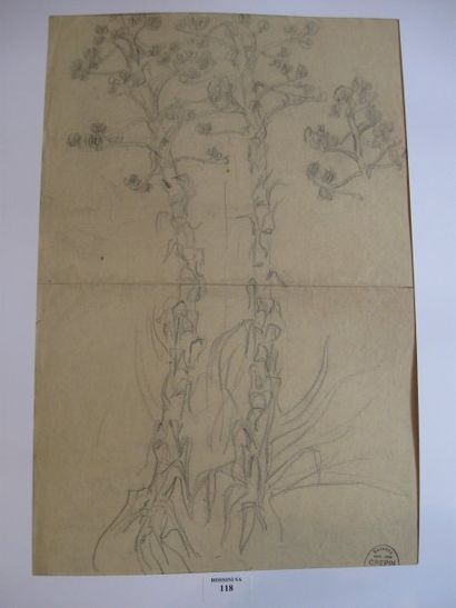 Suzanne CREPIN (1880-1956) Les Aloes dessin au crayon noir 37 x 47,5 cm