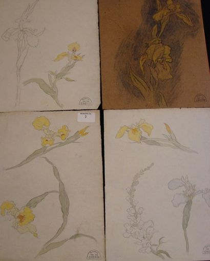 Suzanne CREPIN (1880-1956). Quatre études d'iris, dessin au crayon noiret au pastel...