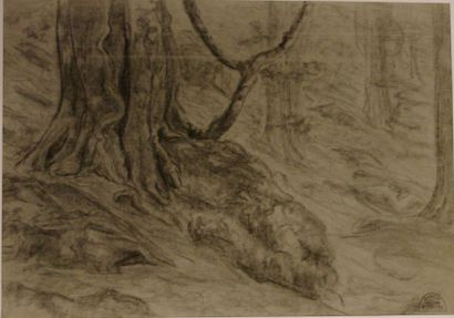 Suzanne CREPIN (1880-1956). Etude de pied d'arbre, dessin au crayon gras. 34.6 x...