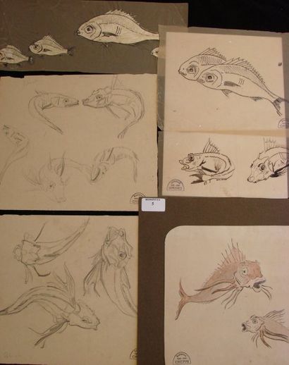 Suzanne CREPIN (1880-1956). Six études de poissons, dessin au crayon noir et à l'encre...