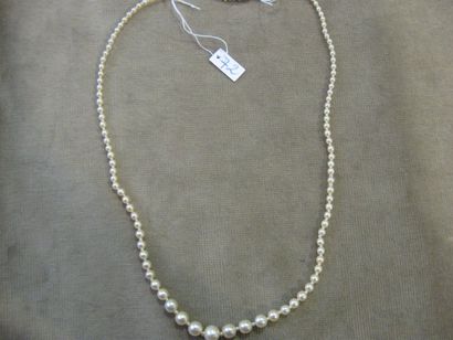null Collier de perles fines ( ?), le fermoir composé d'un cabochon de saphir encadré...