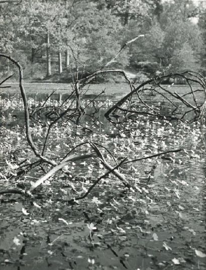 Fleurs sur un étang, ca. 1951 Tirage argentique...