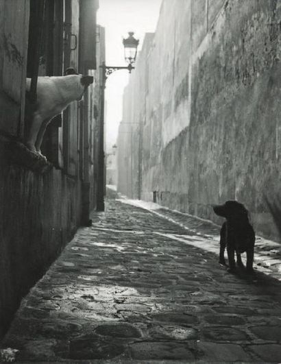 null Chiens dans une ruelle, ca. 1950 Tirage argentique d'époque, tampon " PHOTO...