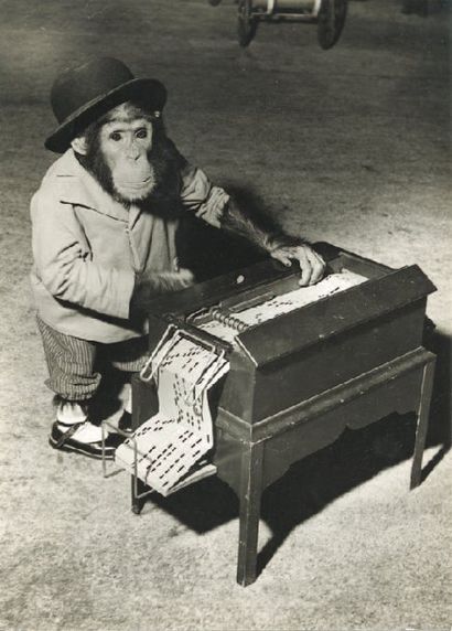 null Singe au piano mécanique, ca. 1960 Tirage argentique d'époque, tampons " PHOTO...