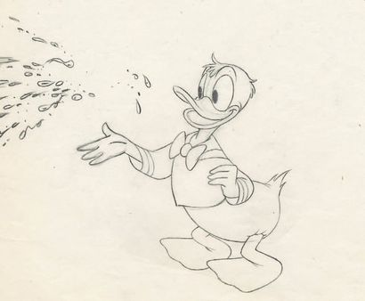 null DONALD Studio Walt Disney, années 1950's. Dessin d'animation. Format : 24 x...