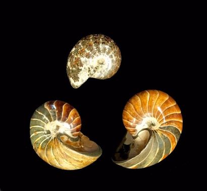 null Trois belles AMMONITES polies (type Nautilus) de Madagascar : 12 cm / 11 cm...