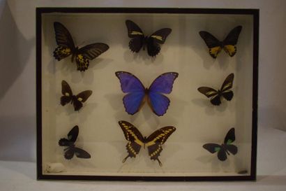 null Ensemble d'environ cinquante coléoptères et neuf papillons naturalisés, présentés...