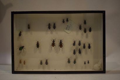 null Ensemble d'environ cinquante coléoptères et neuf papillons naturalisés, présentés...