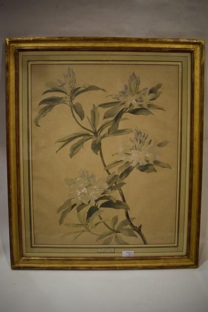 null BROCQQ Pierre Jules 

1811 - vers 1862



1 - Etude de fleurs



Crayon noir...