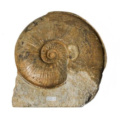 null Elégante AMMONITE fossilisée du Calvados, France (20 cm)