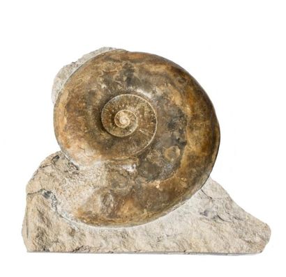 null Elégante AMMONITE fossilisée du Calvados, France (20 cm)