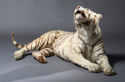 Tigre blanc (Panthera Tigris, CITES I/A)...