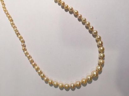 null Collier de perles de culture en chute, fermoir en or gris 18k (750). 

Poids...
