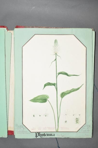 null HERBIER
Suite de planches d'herbiers manuscrites et aquarellées par le Docteur...