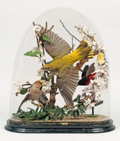 null Buisson d'oiseaux sous globe en verre. Epoque Napoléon III.