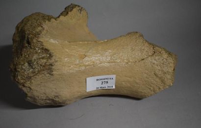 null Fossile non achevé d'une tête d'humerus de mammouth. 