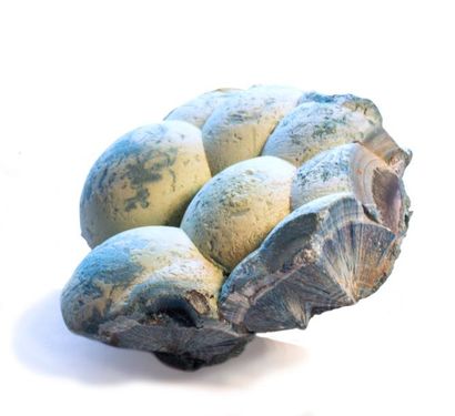 null SHATTUCKITE bleu très pale de Kolwezi, R.D. du Congo (6 cm), en boules mamelonnées...