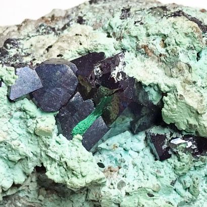 null Deux minéraux du Katanga, R.D. du Congo : CUPRITE sur planchéite (8 cm) ; AZURITE...