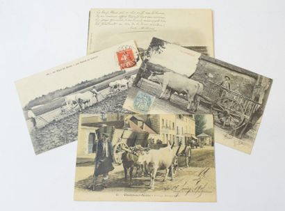 null BERRY - NIVERNAIS - BOURGOGNE - ATTELAGES de boeufs

8 cartes postales dont...