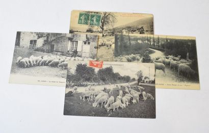 null BOURGOGNE - BERGERS

Ensemble de 9 cartes postales noir et blanc dont des types...