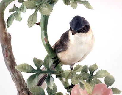 null DOUGHTY, Dorothy (1892-1962) - ROYAL WORCESTER
"Lesser White Throat Sylvia Curruca...