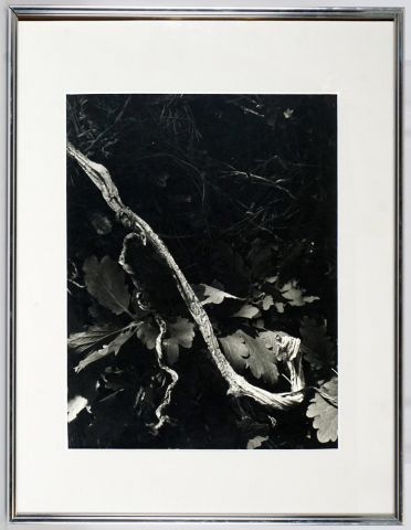 null JACOBI, Lotte (1896-1990)

"Photogenic"

Silver print

Signed lower right: Lotte...