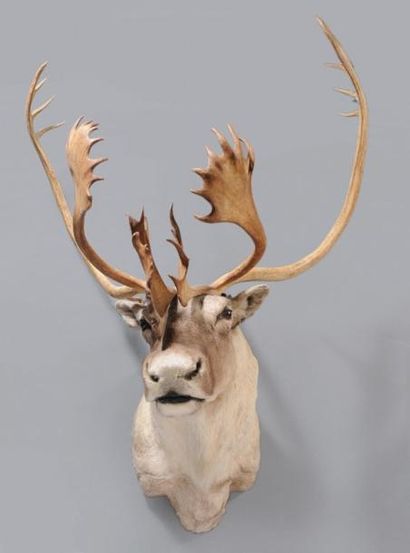 null Trophée en cape de CARIBOU. Envergure max. des bois: 1 cm - 40" CARIBOU CARIBOU...