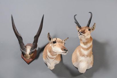 null Ensemble de deux trophées en cape : un PRONGHORN mâle et un PRONGHORN femelle....