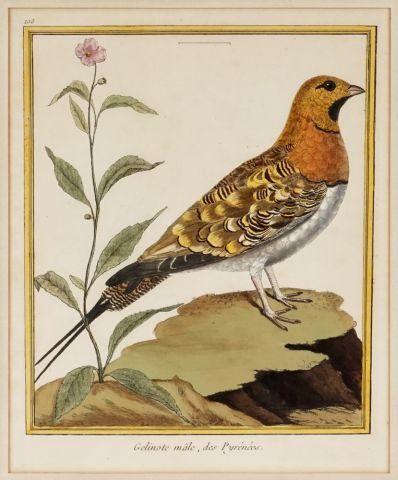 null D'après MARTINET, François Nicolas (1760-1800)

Oiseaux du monde

Ensemble de...