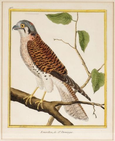 null D'après MARTINET, François Nicolas (1760-1800)

Oiseaux du monde

Ensemble de...