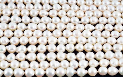 null PERLES / PEARLS
Lot de 15 colliers de perles Akoya semi-rondes de 7.0-7.5 mm...