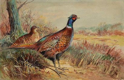 THORBURN, Archibald (1860-1935) Faisan et poule Aquarelle sur carton Signée et datée...