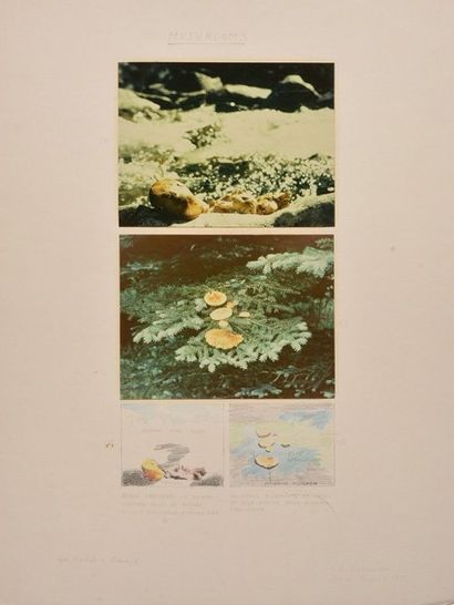 HUTCHINSON, Peter Arthur (1930- ) HUTCHINSON, Peter Arthur (1930- ) "Mushrooms" Collage...