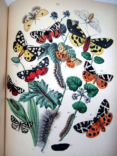 DEPUISET (Louis Marie Alphonse). Les Papillons,...