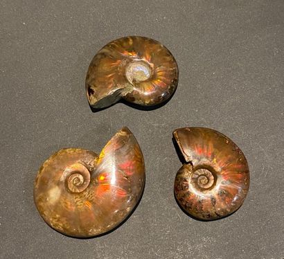 null Trois ammonites opalisées 