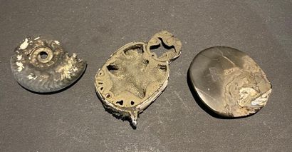 null Coquillage, ammonite et scarabée pyriteux.