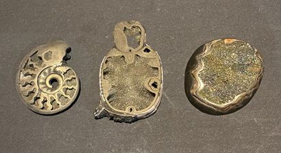 null Coquillage, ammonite et scarabée pyriteux.
