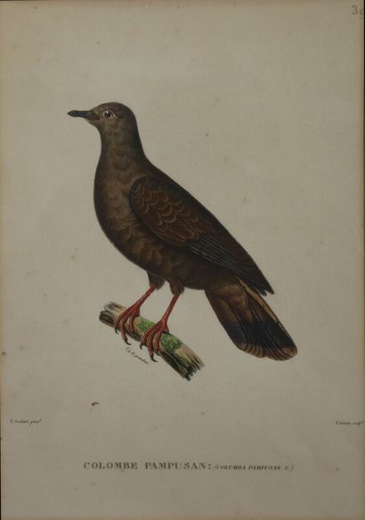 null Quatre gravures polychromes :

"Oiseaux" Coutant sculpteur d'après A. Prévost...