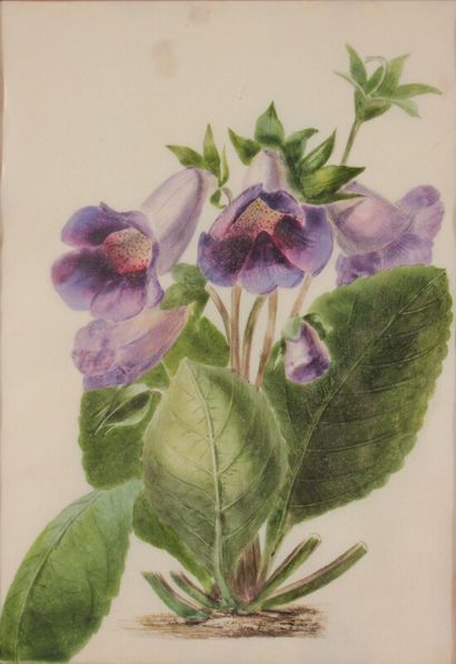 null Muguet et fleurs violettes,

suite de deux aquarelles sur vélin

21 x 14 cm

encadrées...