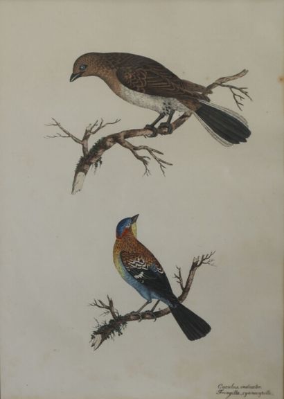 null Deux gravures polychroms oiseaux "Muscicapa Striata ampelis cristata" et "Cuculus...