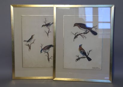 null Deux gravures polychroms oiseaux "Muscicapa Striata ampelis cristata" et "Cuculus...