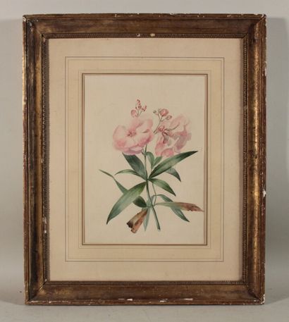 null Hibiscus,

aquarelle

30 x 22 cm
