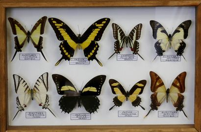 null Papilionidae sud-américains dont P. dolicaon, bithias, thoas, torquatus - format...