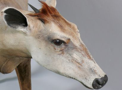 null Yellow-backed duiker Cephalophus sylvicultor CITES Appendix II / EUB 

Discoloration,...