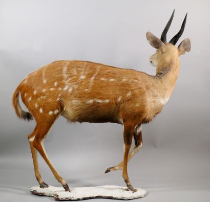 null Harnessed guib mounted on a base - Tragelaphus scriptus. Small defects, small...