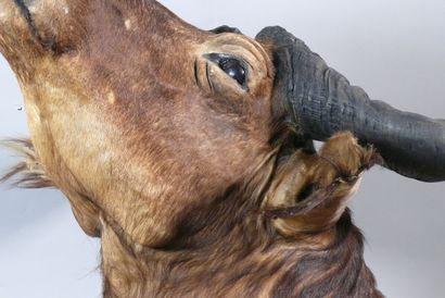null Buffalo in cape - Sincerus caffer ssp. Tears on the neck and under the right...