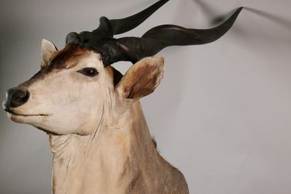 null Eland du Cap en cape - Taurotragus oryx. Déchirure côté gauche, petites usures....