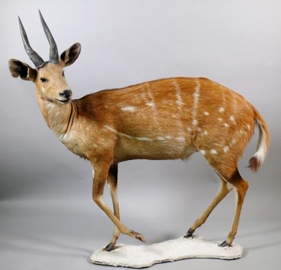 null Harnessed guib mounted on a base - Tragelaphus scriptus. Small defects, small...