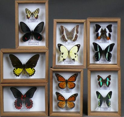 null Lot de sept petits coffrets de papillons exotiques -

Format 13 x 19 cm.