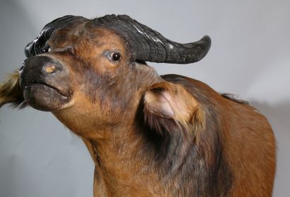 null Front half-buffalo Sincerus caffer ssp. Tear at the neck, damaged ears, wear...